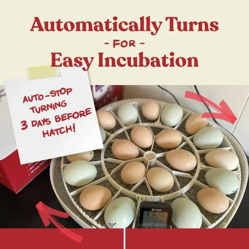 Egg Incubator for Hatching Chicks