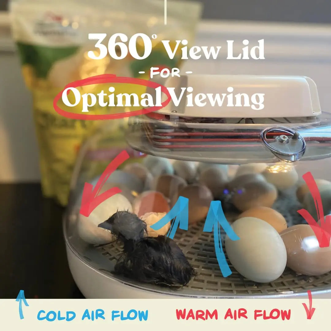 Egg Incubator - Holds 22 Eggs - Automatic Egg Turner