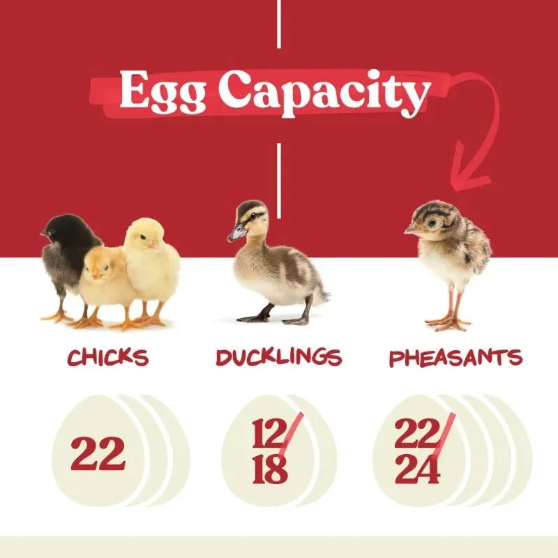 Egg Incubator for Hatching Chicks