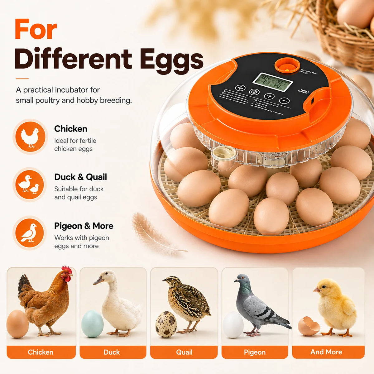 Home Hobbyist Egg Incubator