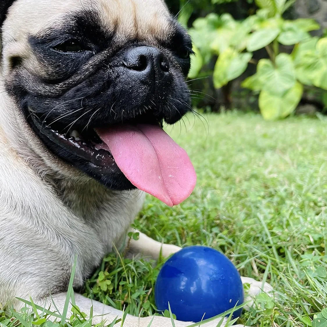 Super Chewy  Dog Ball