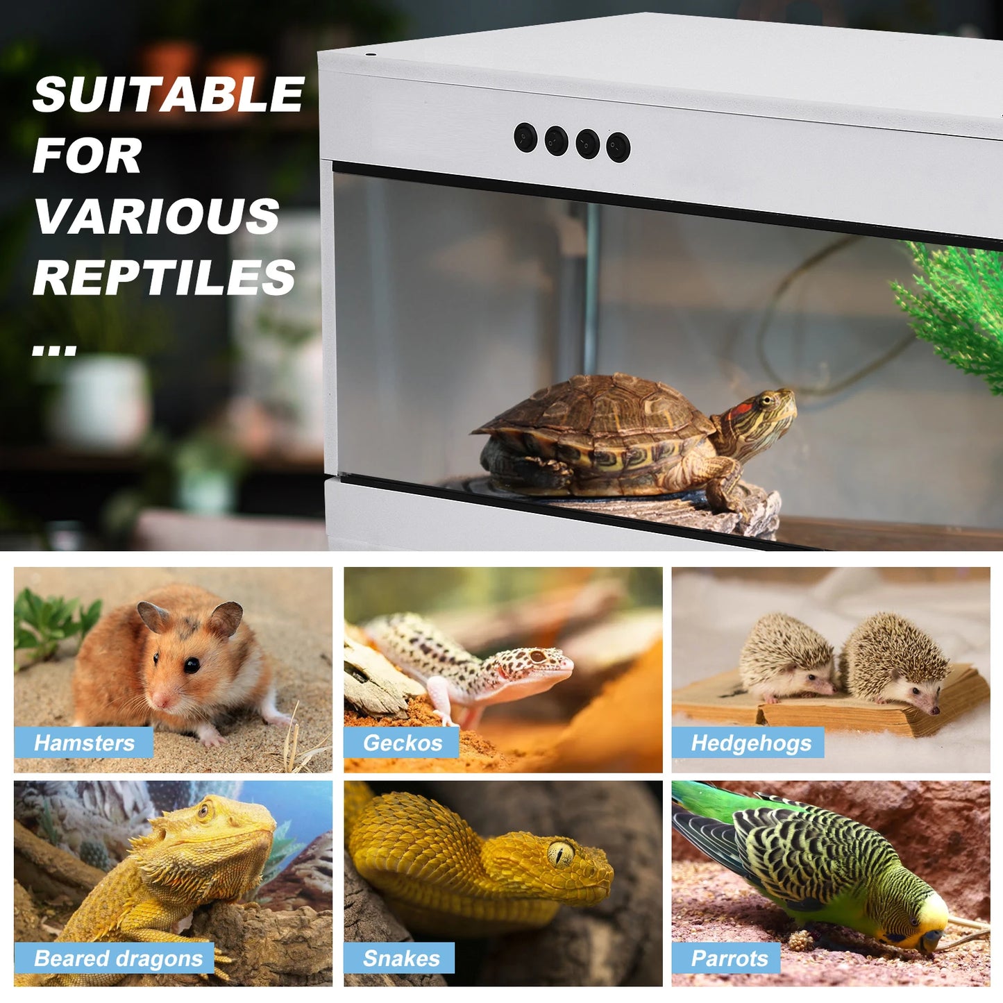Reptile Terrarium