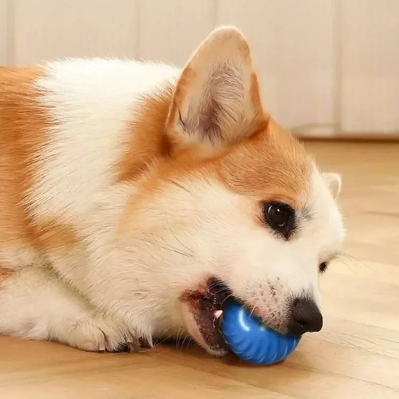 Dog Toy Ball
