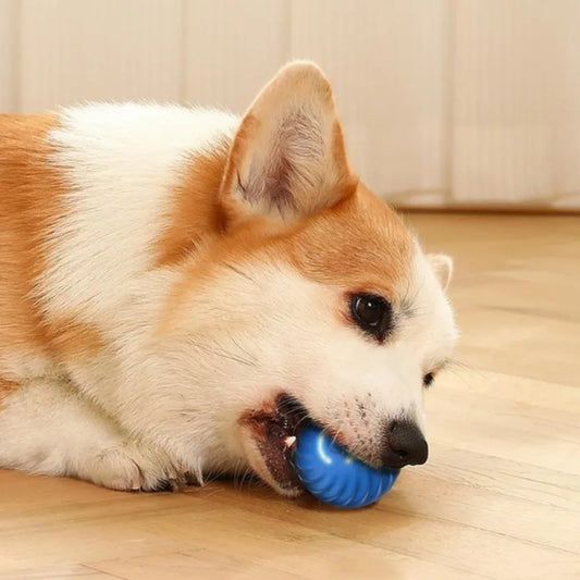 Pet Toy Ball