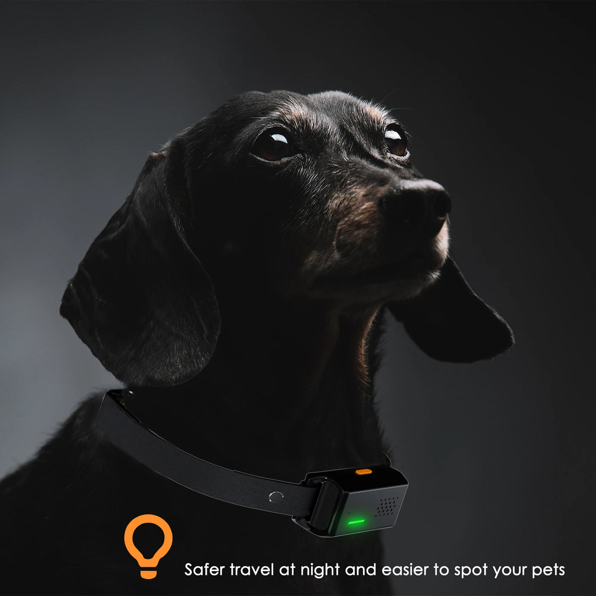 Electric Dog Training Collar with Remote