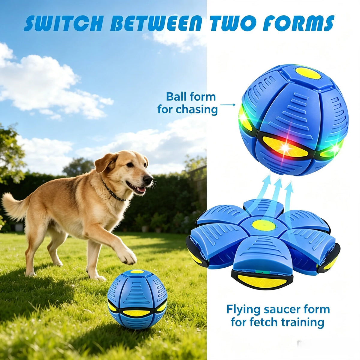 Six-Light Pet Bouncy Ball